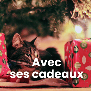 Chat avec ses cadeaux